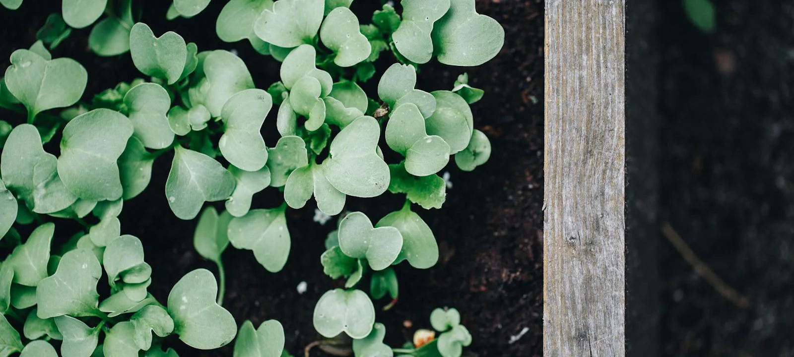 Garden Planner