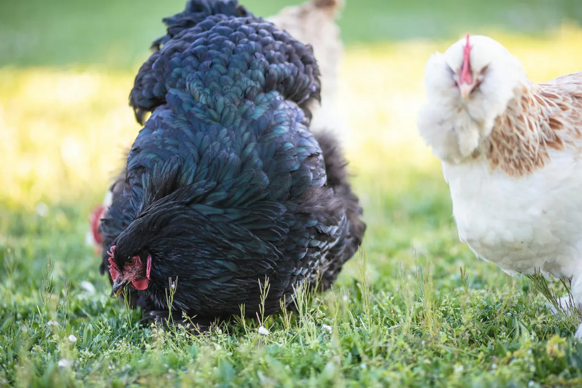 Hens scratching and pecking through fresh green grass