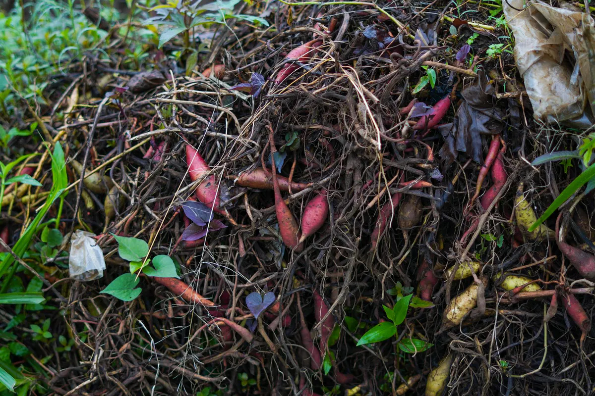 Loose ground level compost pile of decaying plant matter, roots, and leaves breaking down in the open