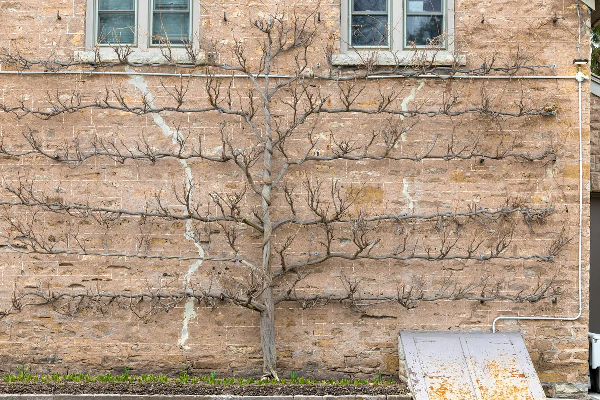 A fruit tree trained flat against a brick wall in espalier form