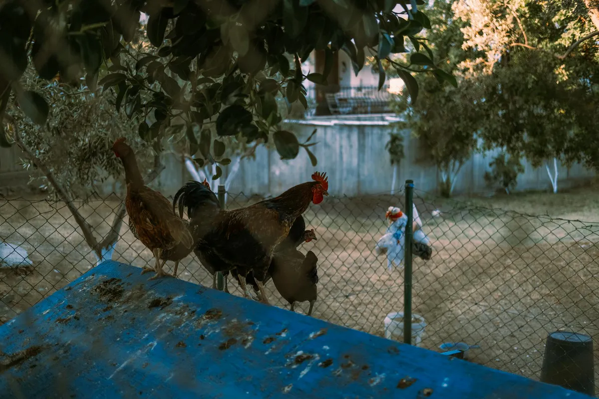 Garden and Chicken Coop Layout: How to Plan Both