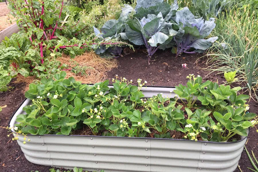 Are Raised Garden Beds Worth It? An Honest Look for Small Yards
