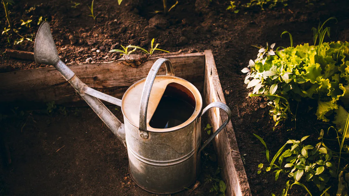 Metal watering can in a raised garden bed surrounded by young lettuce and greens