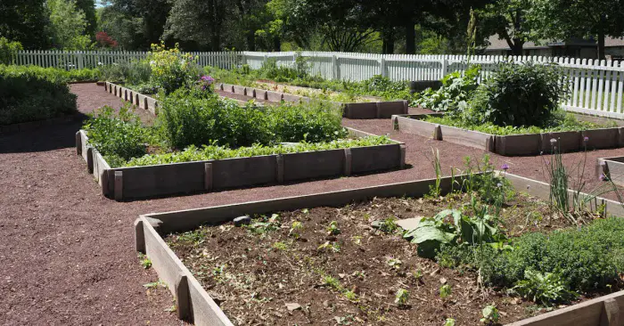Backyard raised bed garden